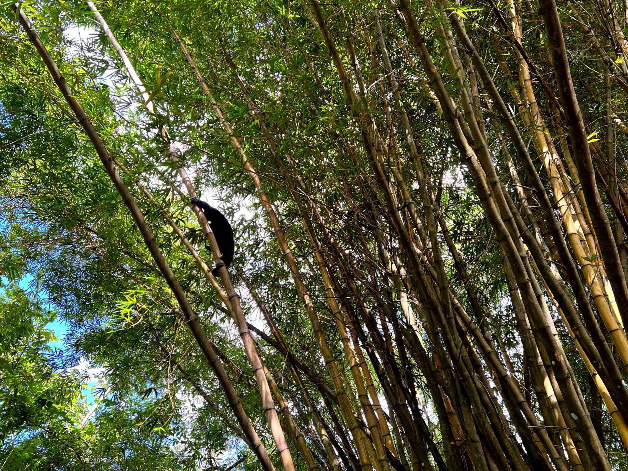 Cabanas Bambutan Palenque Phòng bức ảnh